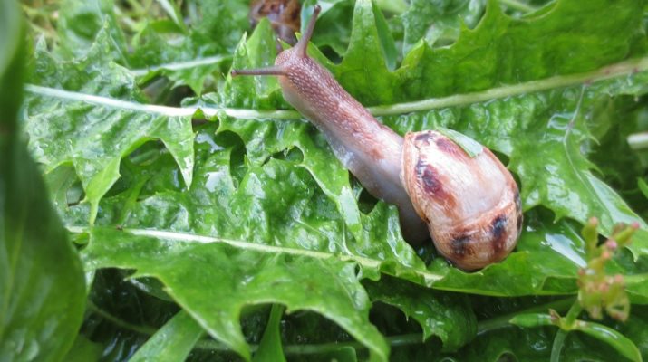 Jak ratować sałatę przed ślimakami i chorobotwórczymi grzybami? 1