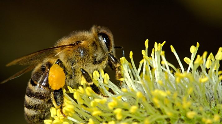 Pszczoły to serce ekosystemu, dlatego należy o nie dbać 6