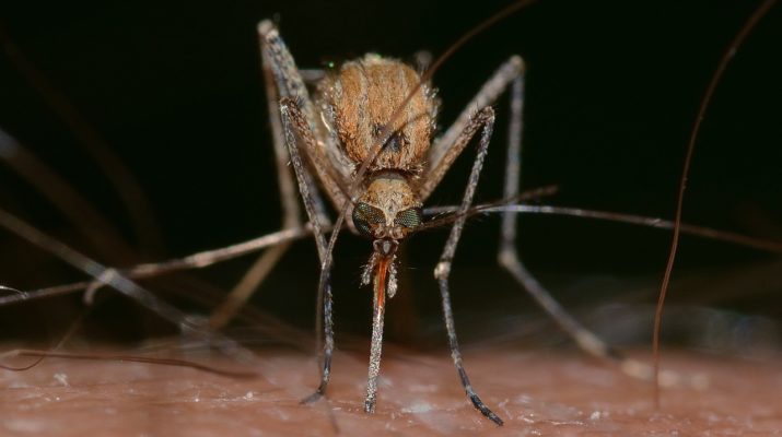 Komary, jak skutecznie się ich pozbyć? 1