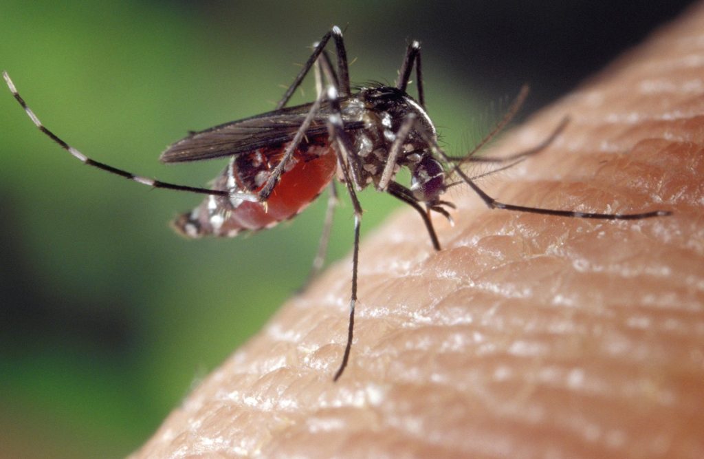 Komary, jak skutecznie się ich pozbyć? 3
