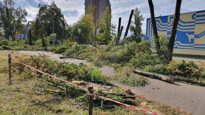 Przy al. Niepodległości w Częstochowie wycinają zdrowe drzewa, alarmuje radny Piotr Kaliszewski 1