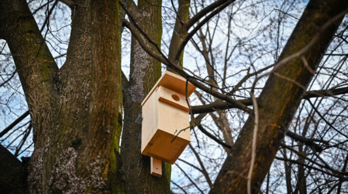 Jeże mają domki, dla ptaków w Częstochowie przygotowano specjalne budki 1