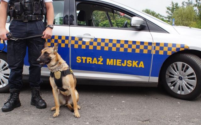 Prima pomogła częstochowskiej policji. Wywąchała narkotyki 9