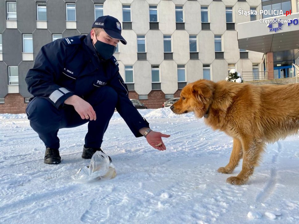 Pies przyszedł po pomoc do policjantów 1