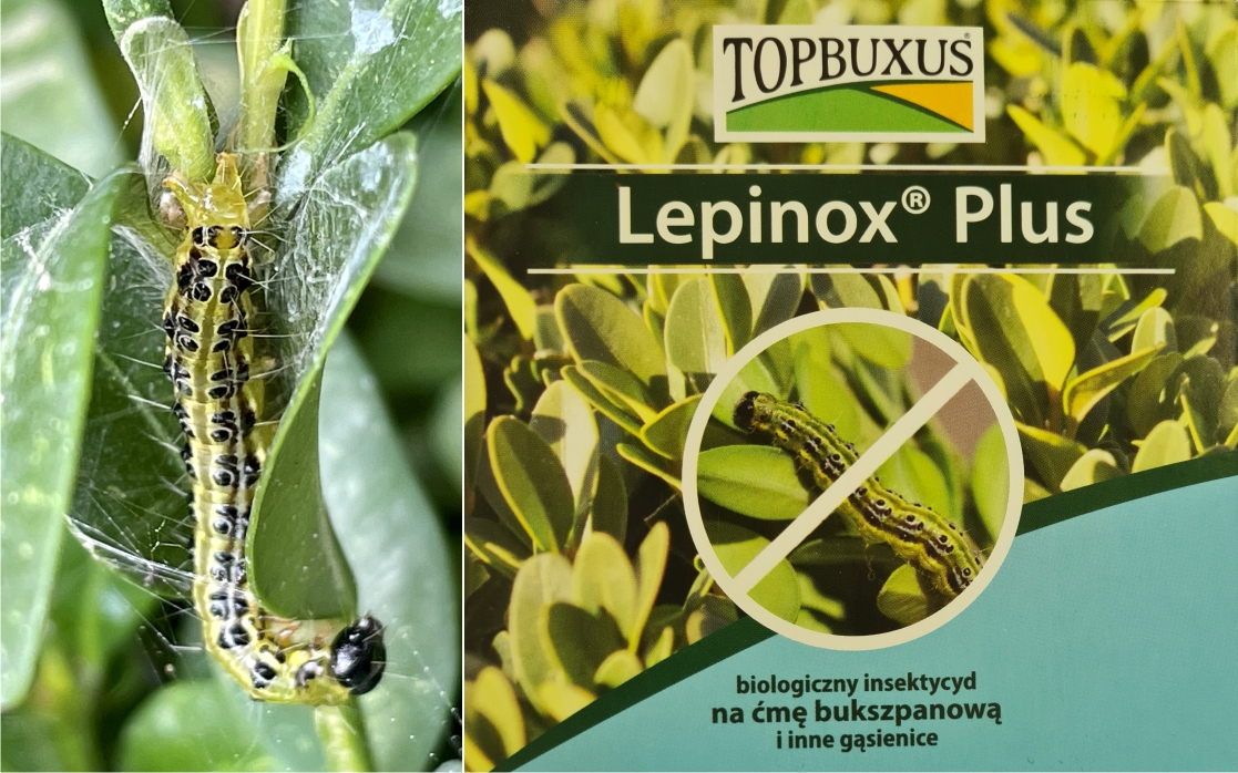 Jak zwalczyć gąsienice ćmy bukszpanowej? Pomoże tu Topbuxus Lepinox Plus! 2