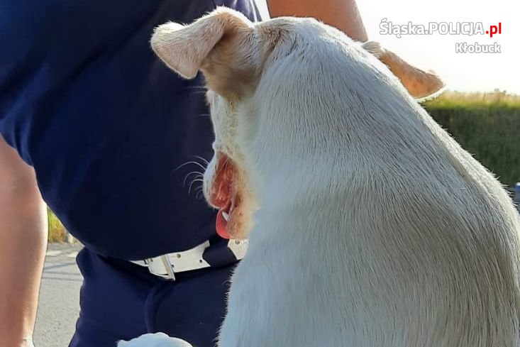 Mundurowi z Kłobucka uratowali psa, który biegał niedaleko autostrady 2