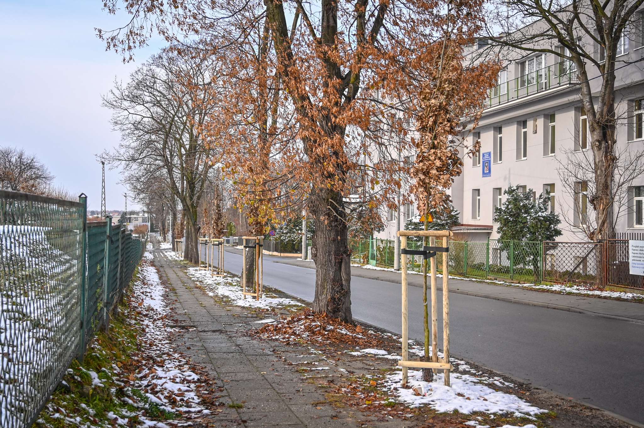 W Częstochowie w ostatnim czasie zostało posadzone 255 sztuk nowych drzew 9