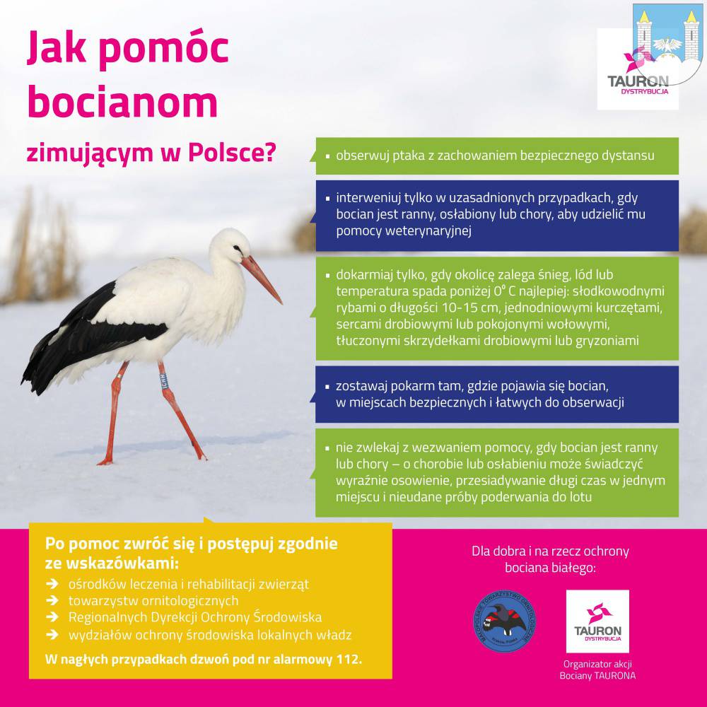 Jak pomóc bocianom, które zimują w Polsce? 10