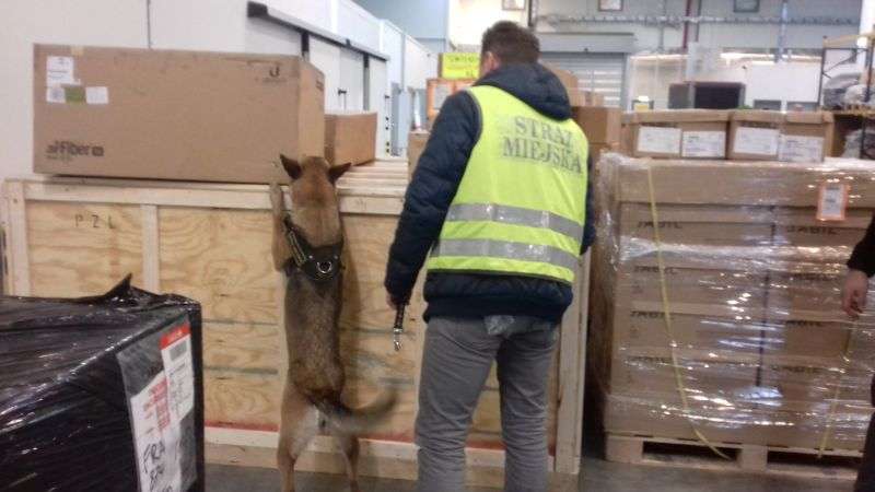 Pies Straży Miejskiej w Częstochowie pomógł w ujawnieniu chemikaliów służących do wyrobu narkotyków 1