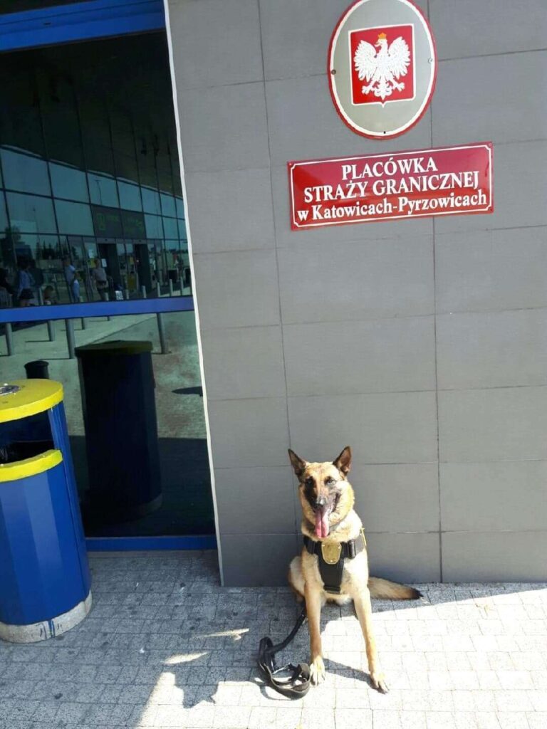 Pies Straży Miejskiej w Częstochowie pomógł w ujawnieniu chemikaliów służących do wyrobu narkotyków 2