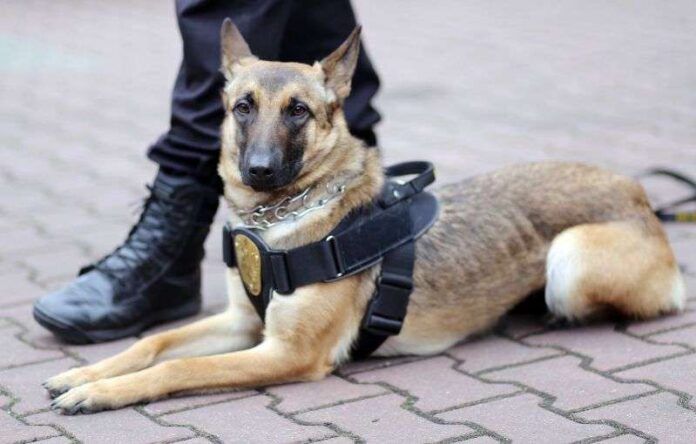 Pies Straży Miejskiej w Częstochowie pomógł w ujawnieniu chemikaliów służących do wyrobu narkotyków 5