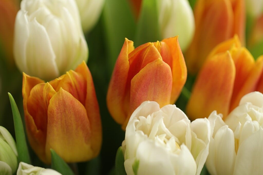 Dowiedz się, które kwiaty można sadzić wczesną wiosną i upiększ nimi swój balkon już w kwietniu 1