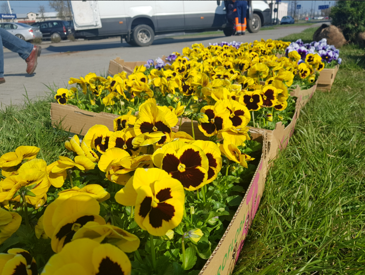 Wspólne sadzenie żółto-niebieskich kwiatów w geście wdzięczności dla mieszkańców Radomska 1
