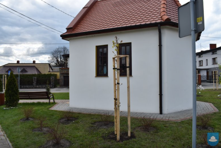 Wokół kapliczki przy ulicy Ogrójcowej w Kłobucku znowu jest zielono 11