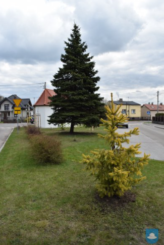 Wokół kapliczki przy ulicy Ogrójcowej w Kłobucku znowu jest zielono 12
