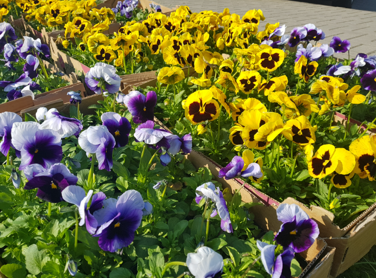 Wspólne sadzenie żółto-niebieskich kwiatów w geście wdzięczności dla mieszkańców Radomska 2