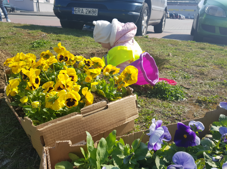 Wspólne sadzenie żółto-niebieskich kwiatów w geście wdzięczności dla mieszkańców Radomska 36