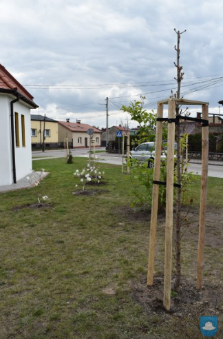 Wokół kapliczki przy ulicy Ogrójcowej w Kłobucku znowu jest zielono 5