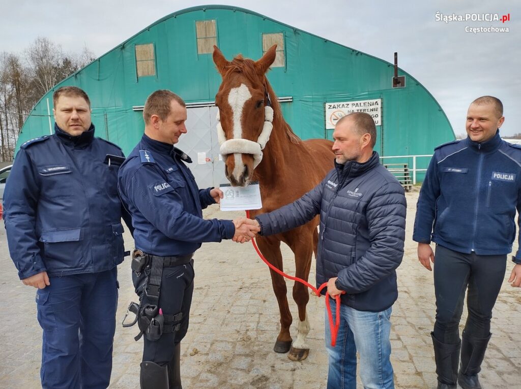 Po 15 latach służby policyjny koń Toszek został emerytem 5