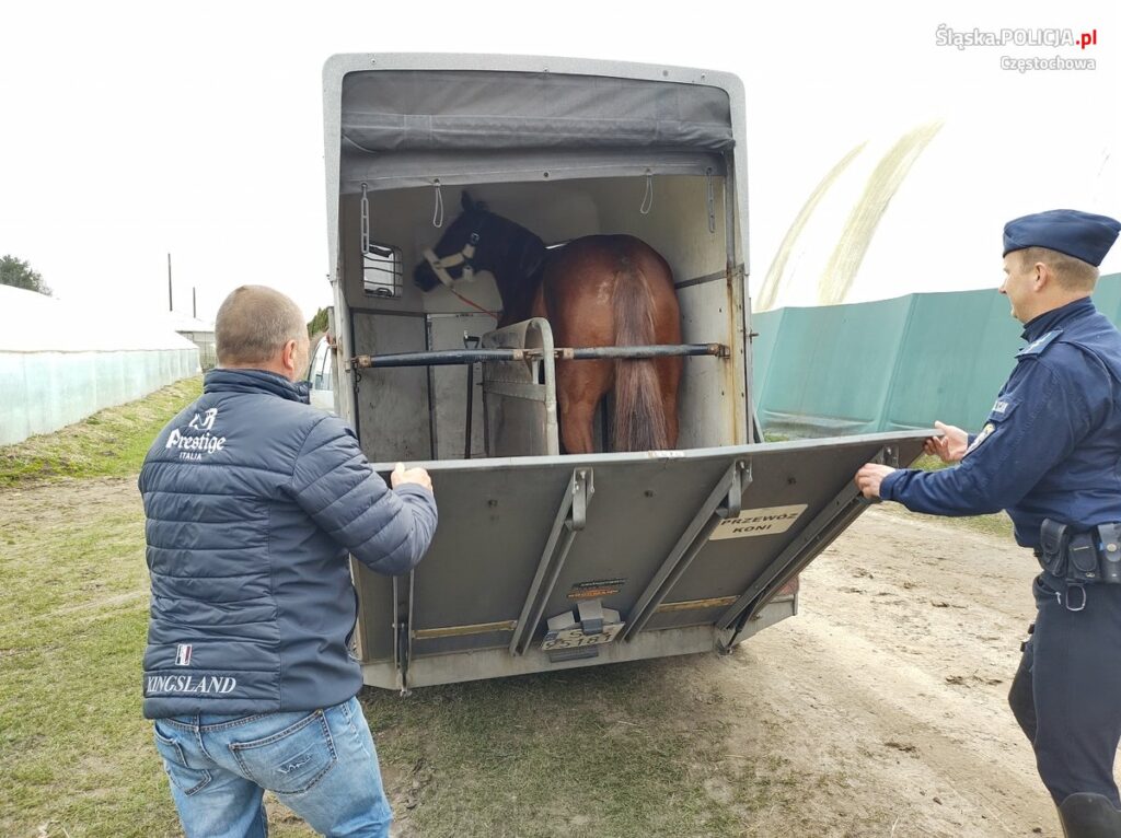 Po 15 latach służby policyjny koń Toszek został emerytem 3
