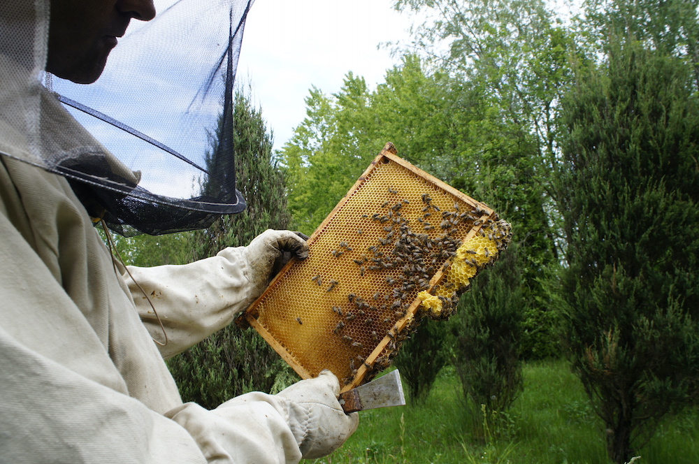Dzień Pszczół