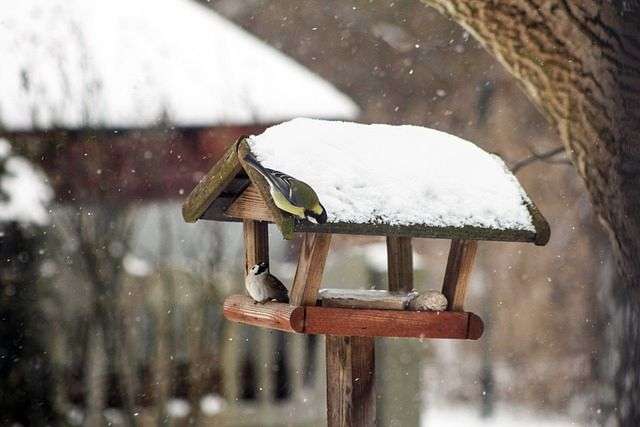 Jak dokarmiać ptaki zimą? 3
