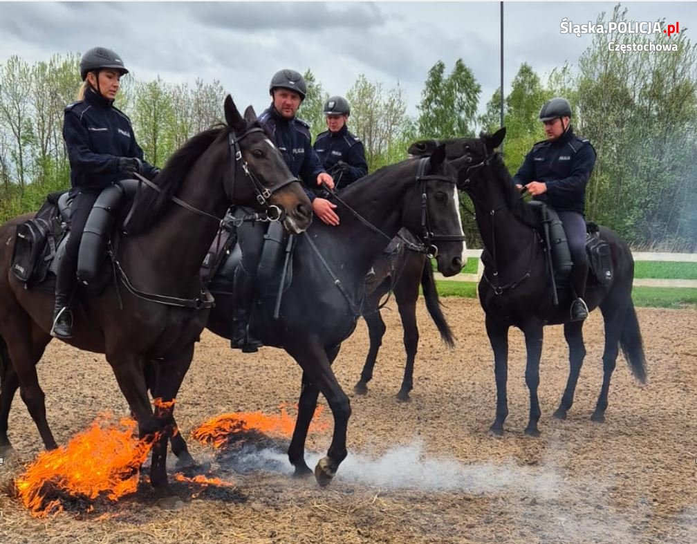 Częstochowskie konie policyjne gotowe do służby [ZDJĘCIA, WIDEO] 7