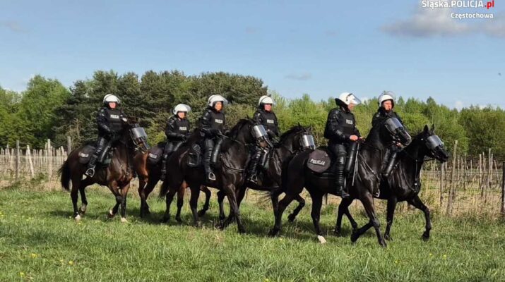 Częstochowskie konie policyjne gotowe do służby [ZDJĘCIA, WIDEO] 5