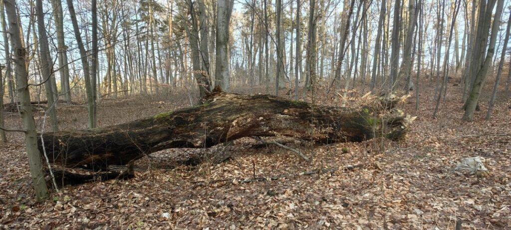 Ekologiczne ABC. Województwo śląskie bogatsze o 2 nowe rezerwaty przyrody – Góry Gorzkowskie i Babski Las. [Fotorelacja] 22