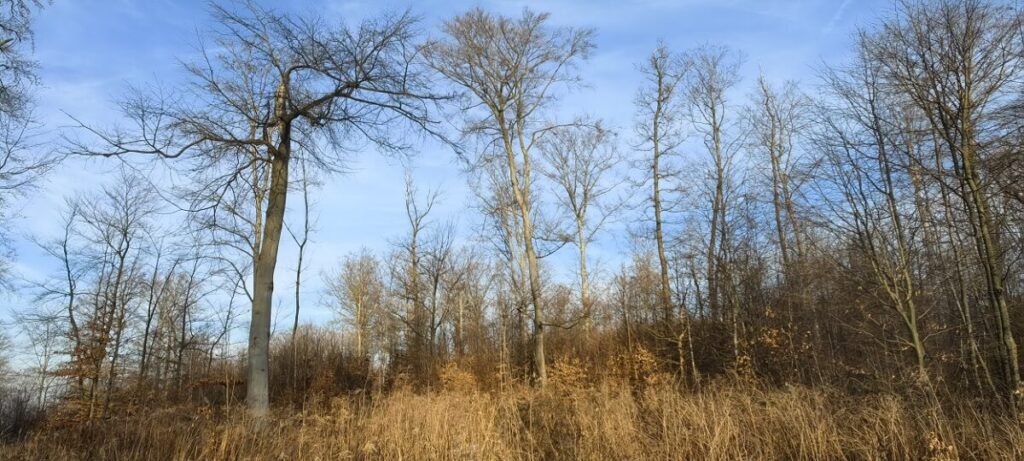 Ekologiczne ABC. Województwo śląskie bogatsze o 2 nowe rezerwaty przyrody – Góry Gorzkowskie i Babski Las. [Fotorelacja] 28