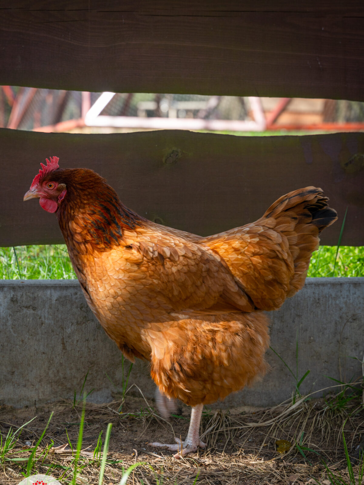 Ekologiczne ABC. Kurnik w Parku Korzonek. [Fotorelacja] 34