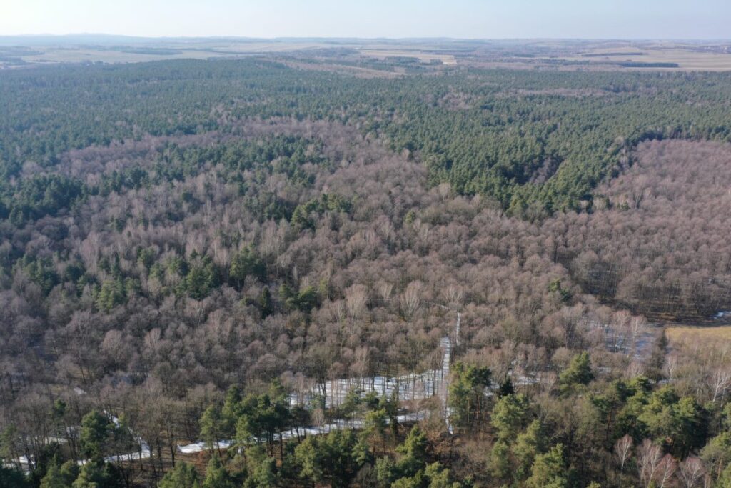 Ekologiczne ABC. Babski Las – nowy rezerwat przyrody w powiecie częstochowskim. [Fotorelacja] 7