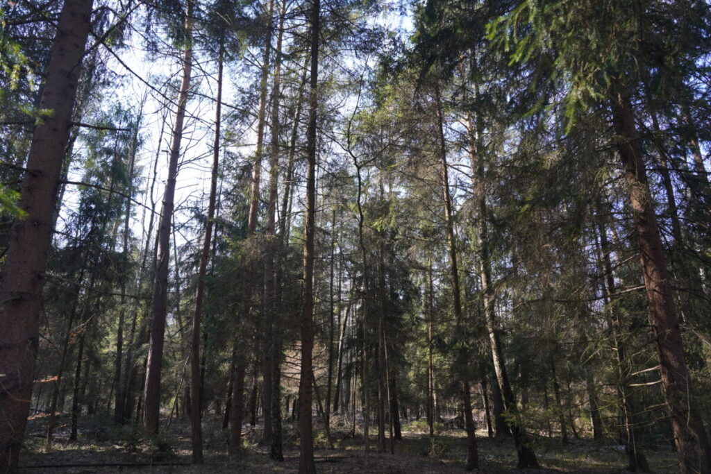 Ekologiczne ABC. Babski Las – nowy rezerwat przyrody w powiecie częstochowskim. [Fotorelacja] 16