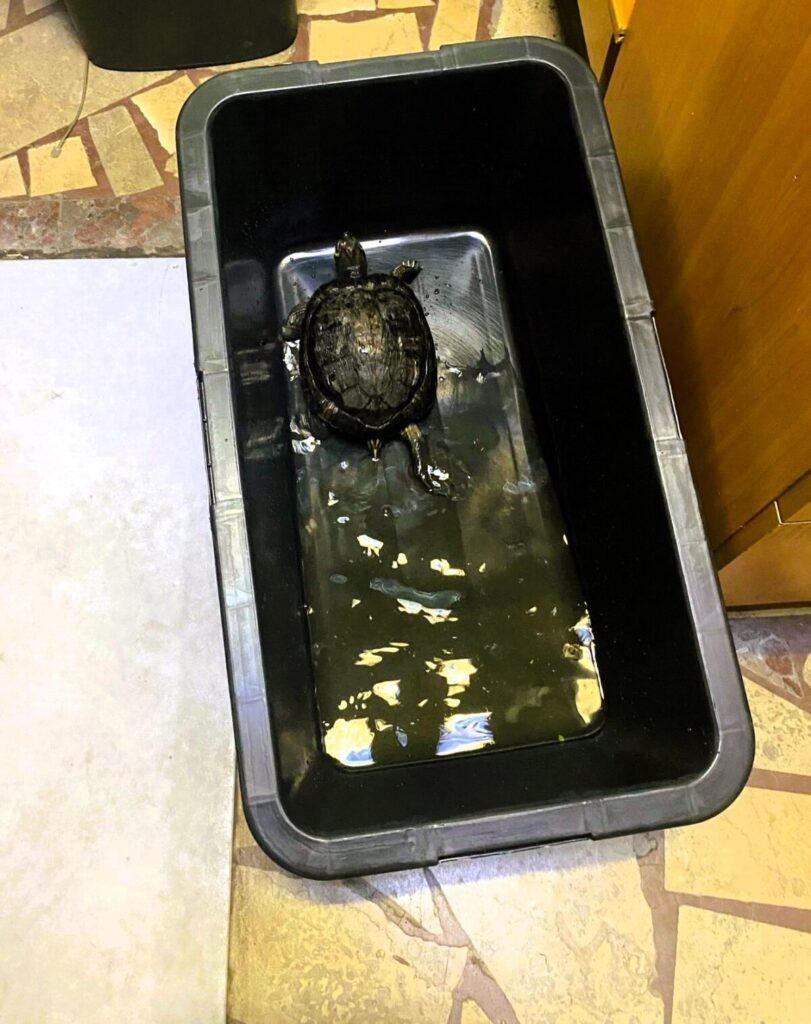 Mieszkaniec uratował żółwia, który szedł po ruchliwej drodze. Pomogli też strażnicy miejscy... 2