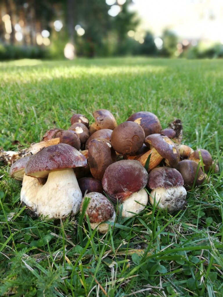 Leśna Przystań. Oaza spokoju nad nurtami Pilicy 68