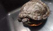 Kolejny żółw spacerował po Częstochowie. Trafił do Straży Miejskiej, a następnie do azylu