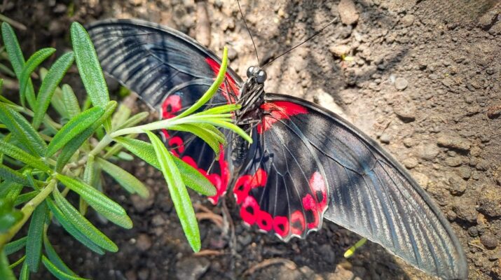 motyl