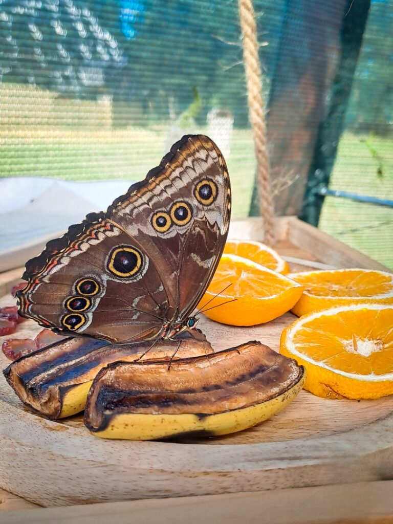 Ekologiczne ABC. Motyle – zachwycająca feeria barw. [Fotorelacja] 67