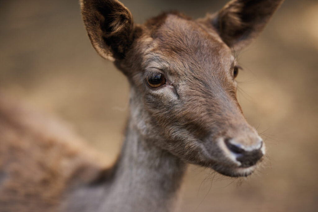 Ekologiczne ABC. Obcowanie z naturą – poznaj sympatycznych mieszkańców minizoo w Konopiskach! [Fotorelacja] 4