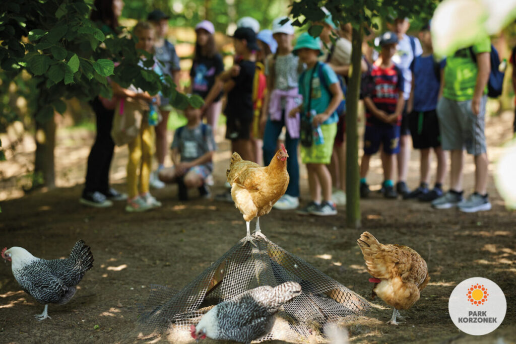 Park Korzonek to znacznie więcej niż minizoo! Poznaj jego sympatycznych mieszkańców! 8