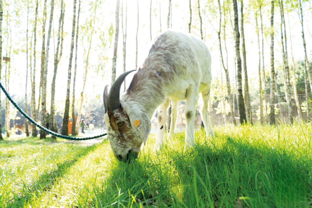 Ekologiczne ABC. Obcowanie z naturą – poznaj sympatycznych mieszkańców minizoo w Konopiskach! [Fotorelacja] 34
