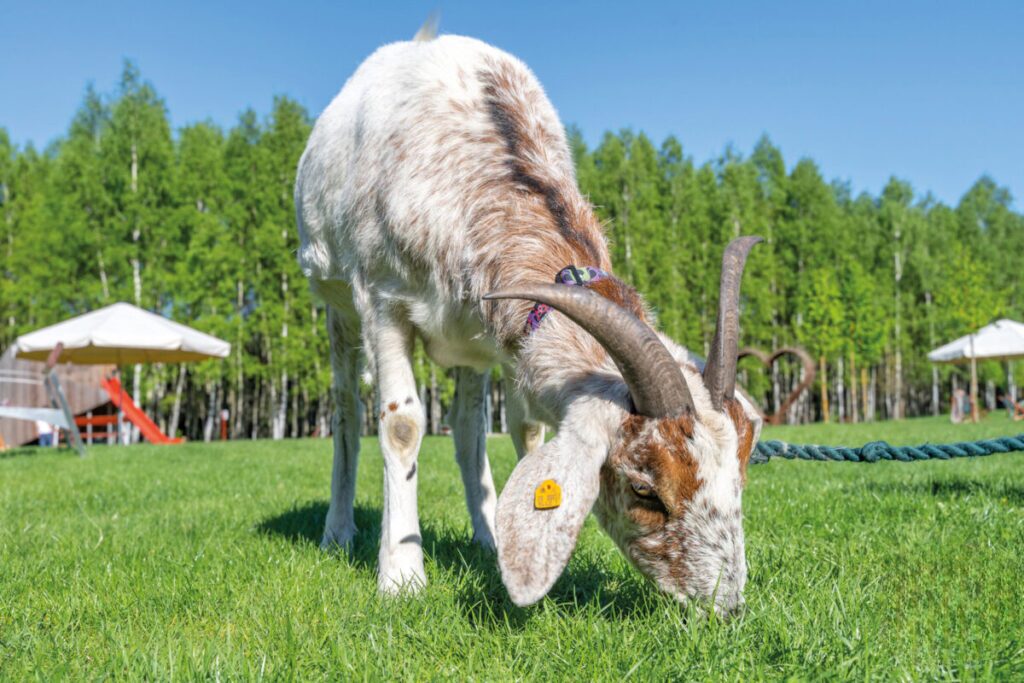 Ekologiczne ABC. Obcowanie z naturą – poznaj sympatycznych mieszkańców minizoo w Konopiskach! [Fotorelacja] 46