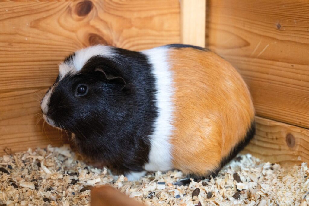 Ekologiczne ABC. Obcowanie z naturą – poznaj sympatycznych mieszkańców minizoo w Konopiskach! [Fotorelacja] 22