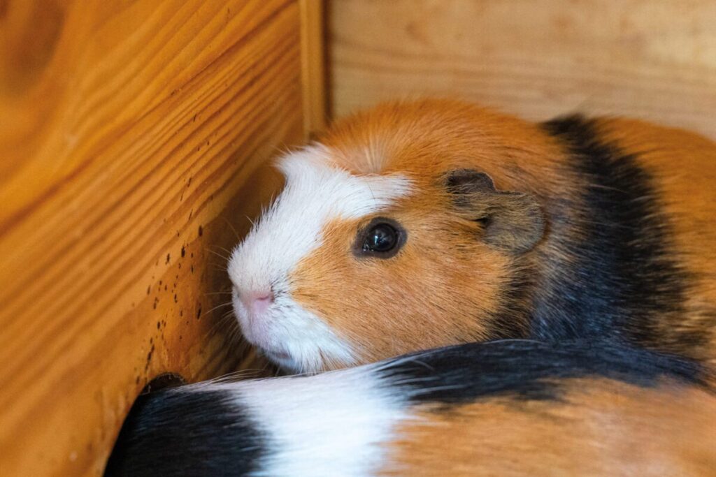 Ekologiczne ABC. Obcowanie z naturą – poznaj sympatycznych mieszkańców minizoo w Konopiskach! [Fotorelacja] 25