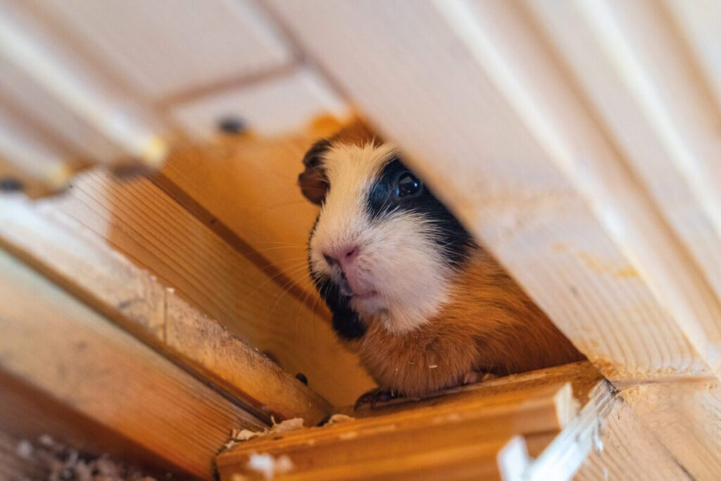 Ekologiczne ABC. Obcowanie z naturą – poznaj sympatycznych mieszkańców minizoo w Konopiskach! [Fotorelacja] 19