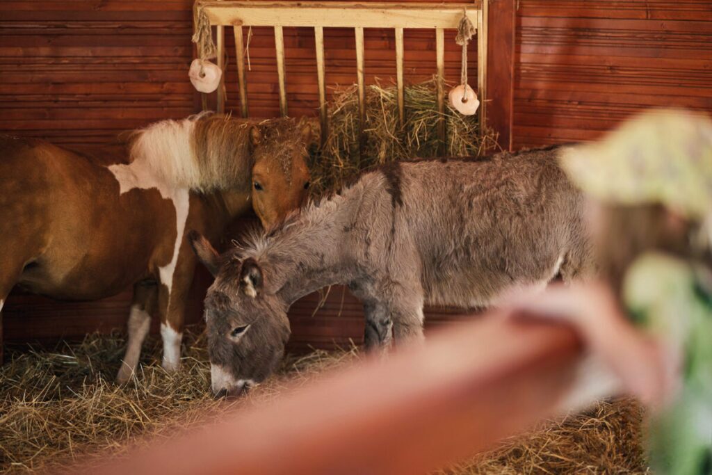 Ekologiczne ABC. Obcowanie z naturą – poznaj sympatycznych mieszkańców minizoo w Konopiskach! [Fotorelacja] 7