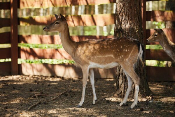 Ekologiczne ABC. Obcowanie z naturą – poznaj sympatycznych mieszkańców minizoo w Konopiskach! [Fotorelacja] 1