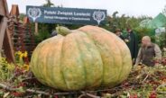 Ogólnopolskie uroczystości dożynkowe w Częstochowie [ZDJĘCIA]
