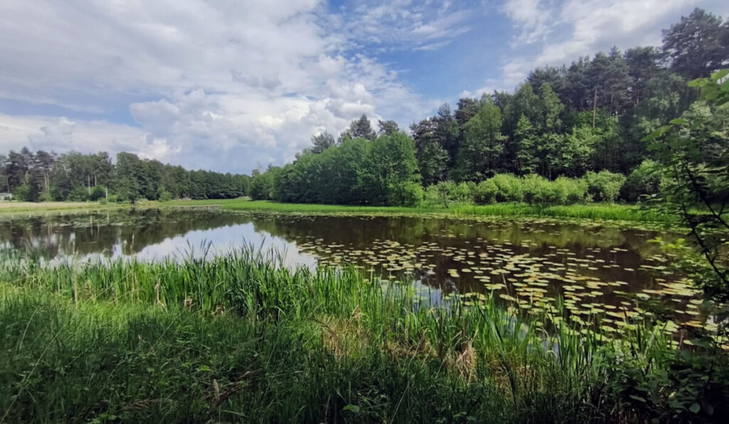 Ekologiczne ABC. Przyrodnicze spacery – fotorelacja z okolic Lisowa 2