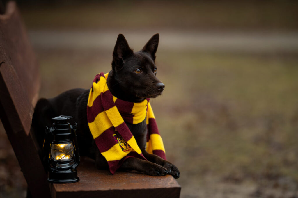 Behawiorysta - taka konsultacja to nie luksus, lecz rozsądny wybór 28